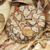 Copperhead